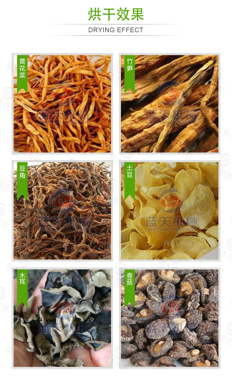 黃花菜網(wǎng)帶烘干機(jī)烘干效果