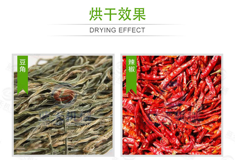 豆角網(wǎng)帶烘干機(jī)烘干效果