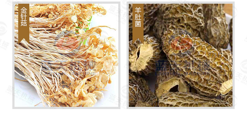 生姜片網(wǎng)帶烘干機(jī)烘干效果