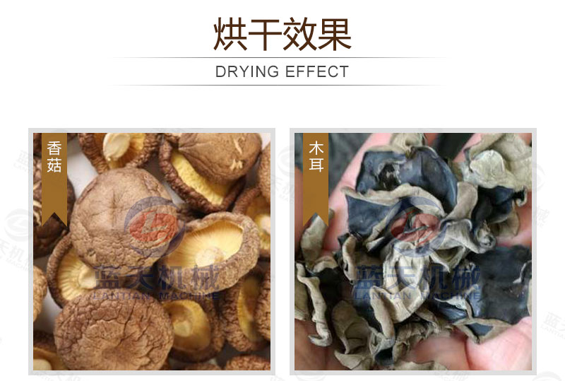 生姜片網(wǎng)帶烘干機(jī)烘干效果