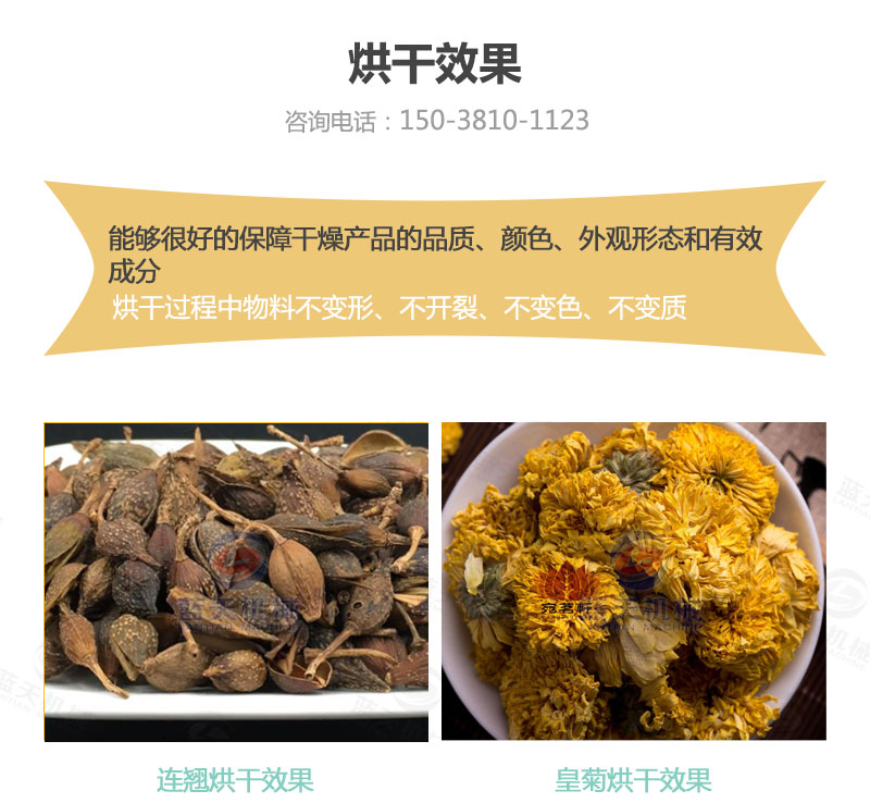 連翹網(wǎng)帶式烘干機(jī)烘干效果