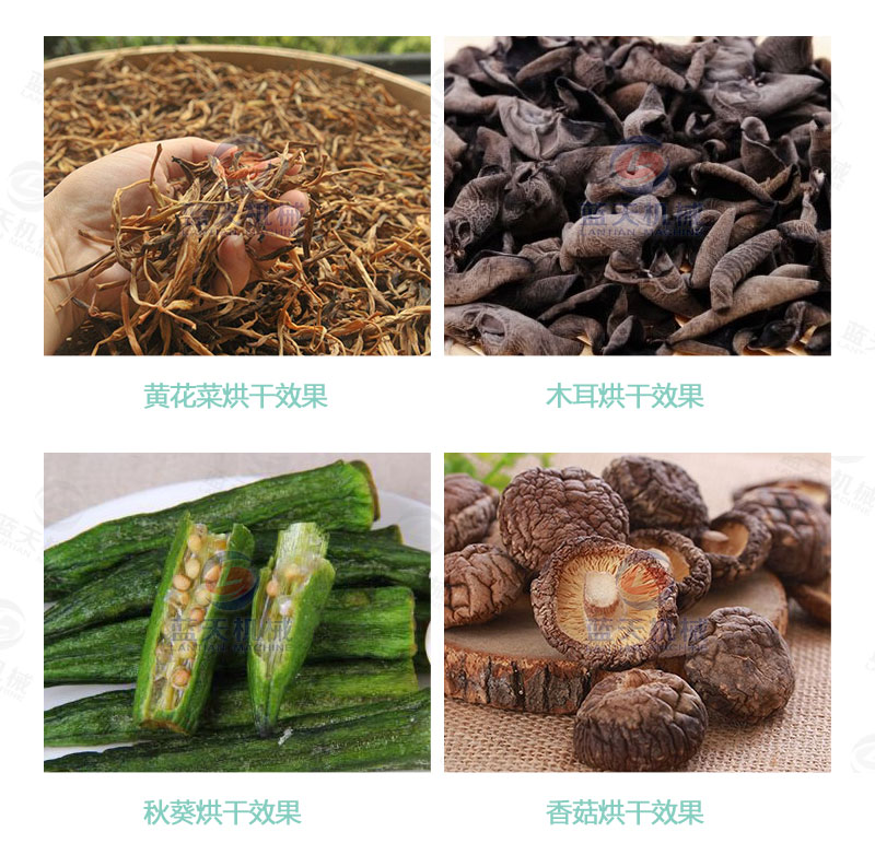 地瓜干網(wǎng)帶式烘干機(jī)烘干效果