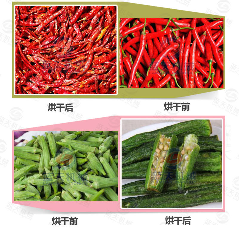 地瓜干網(wǎng)帶式烘干機(jī)烘干前后對(duì)比