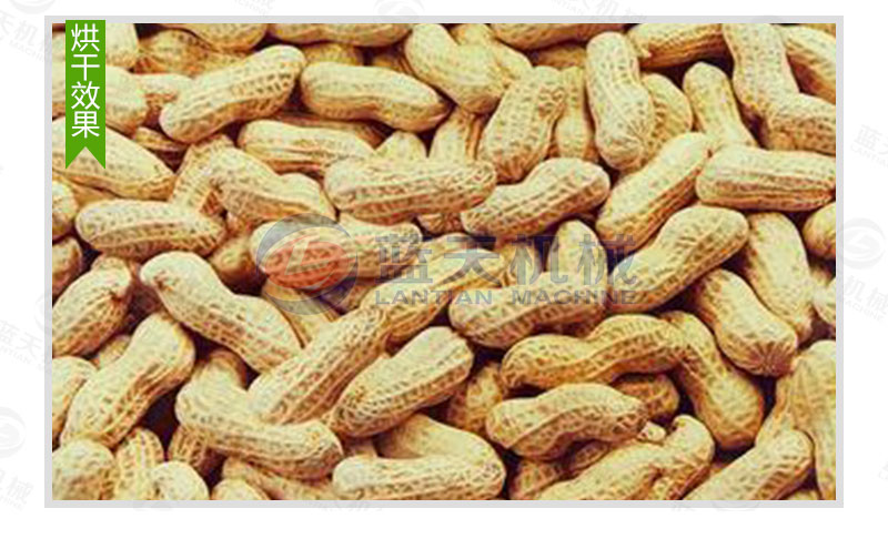 花生網(wǎng)帶式烘干機(jī)烘干效果