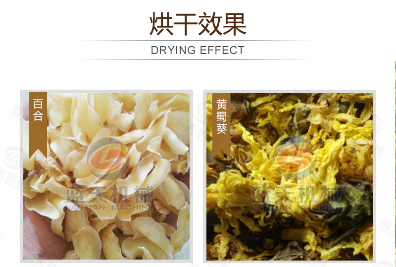黃蜀葵網(wǎng)帶式烘干機(jī)烘干效果