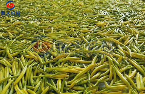 黃花菜烘干工藝