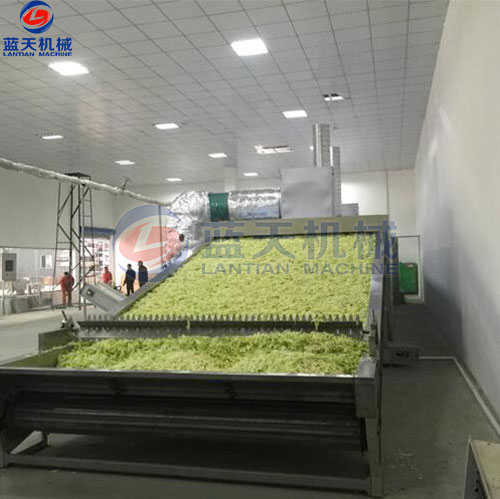 河南蔬菜網(wǎng)帶烘干機客戶現(xiàn)場