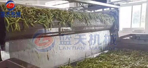 山西黃花菜網(wǎng)帶烘干機(jī)客戶現(xiàn)場